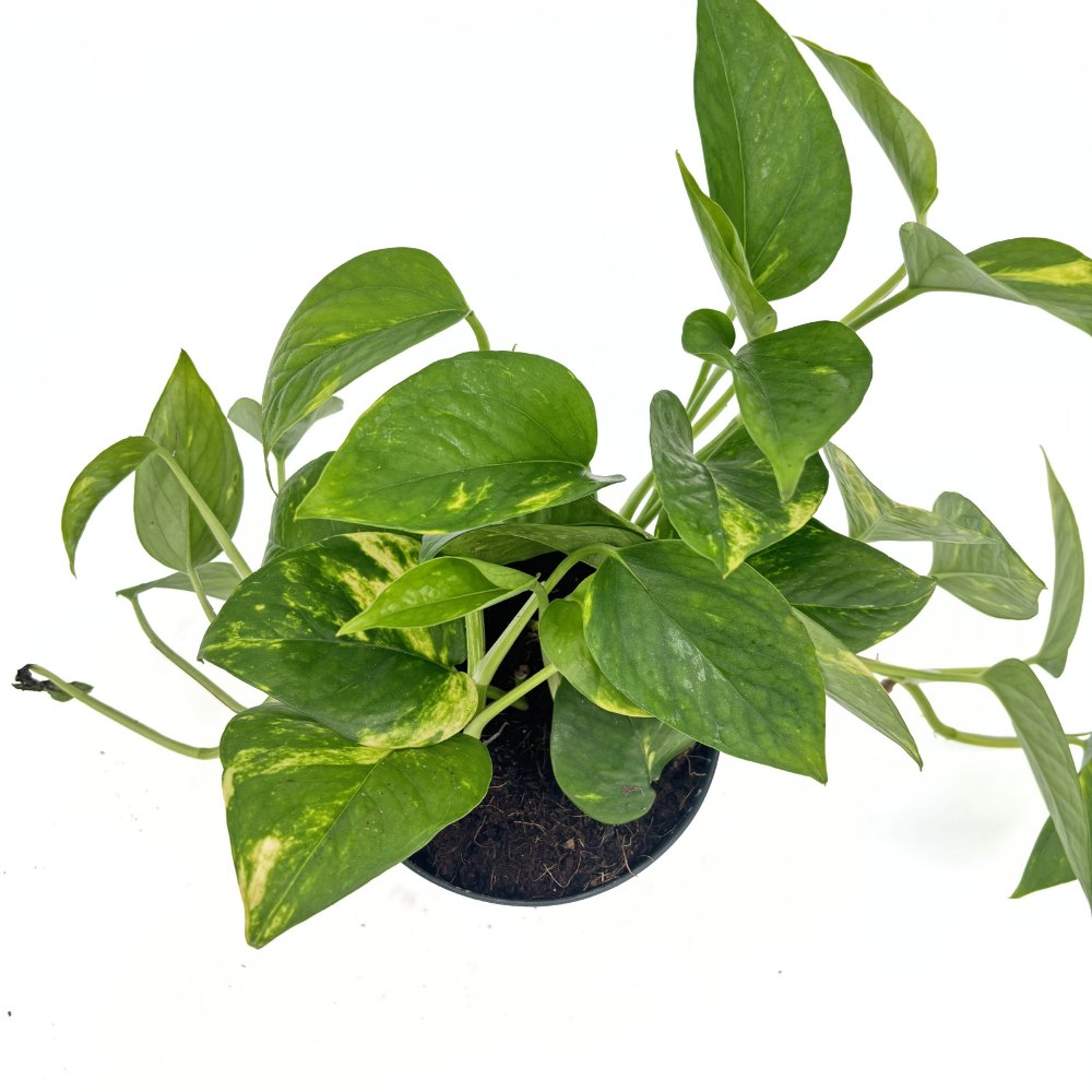Епипремнум – висяща стайна растение Epipremnum Aureum с пъстри зелено-жълти листа, 25-30 см
