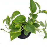 Епипремнум – висяща стайна растение Epipremnum Aureum с пъстри зелено-жълти листа, 25-30 см