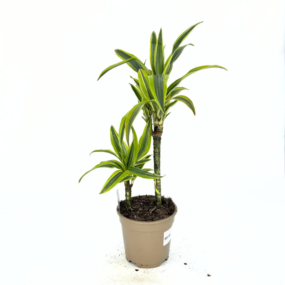 Дракена Lemon Lime – елегантно стайно растение с ярки жълто-зелени листа, 70-75 cm