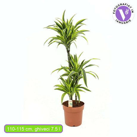 Trunchiul Fericirii (Dracena) Lemon Lime,  planta de apartament decorativa cu frunze verzi galbene, 3 Tulpini - 110/115 cm