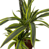 Trunchiul Fericirii (Dracena) Lemon Lime,  planta de apartament decorativa cu frunze verzi galbene, 3 Tulpini - 110/115 cm