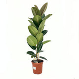 Каучуково дърво (Ficus Elastica Robusta), 110–120 см – стайно растение с големи лъскави листа