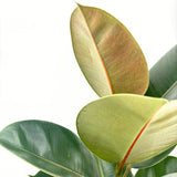 Каучуково дърво (Ficus Elastica Robusta), 110–120 см – стайно растение с големи лъскави листа