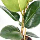 Каучуково дърво (Ficus Elastica Robusta), 110–120 см – стайно растение с големи лъскави листа