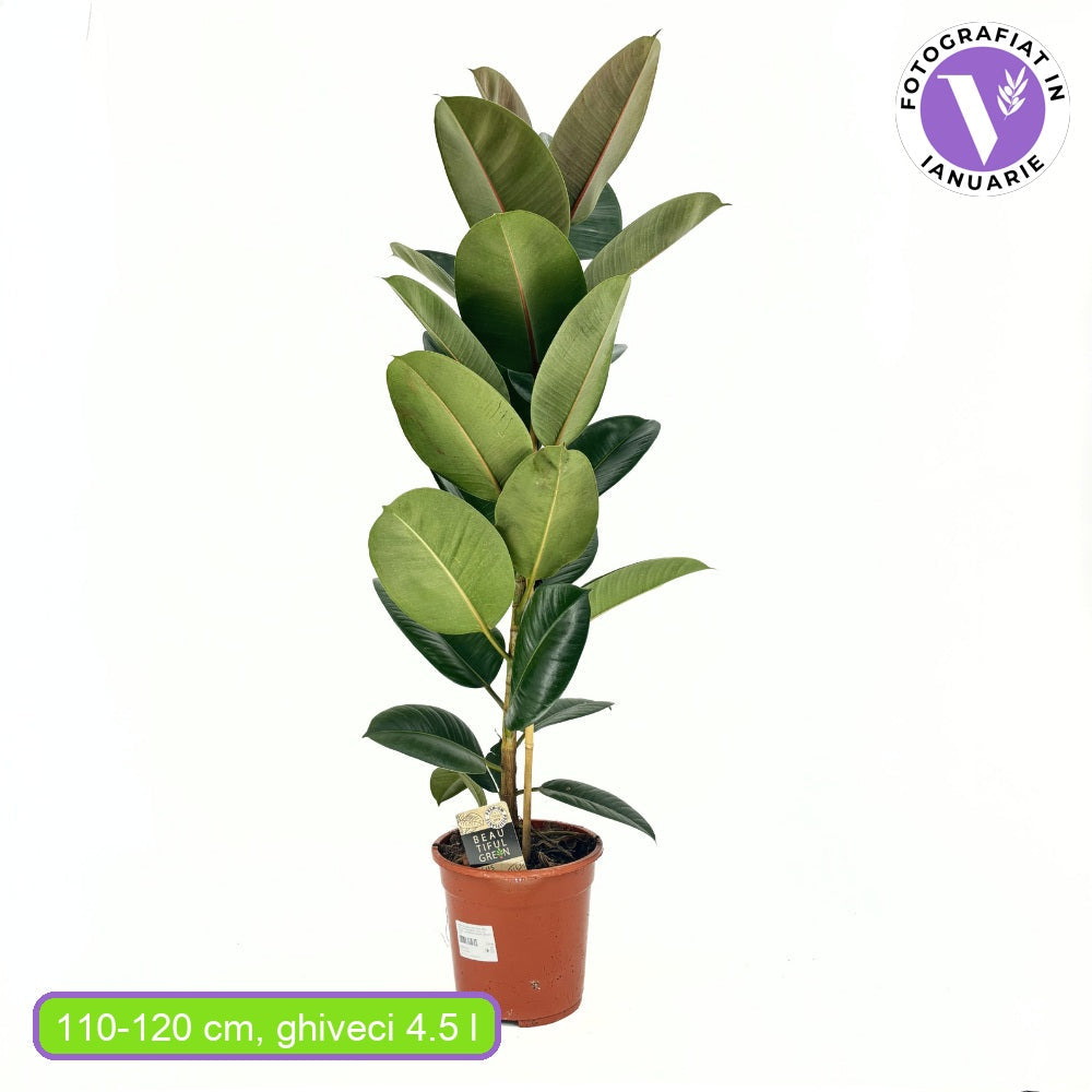 Каучуково дърво (Ficus Elastica Robusta), 110–120 см – стайно растение с големи лъскави листа