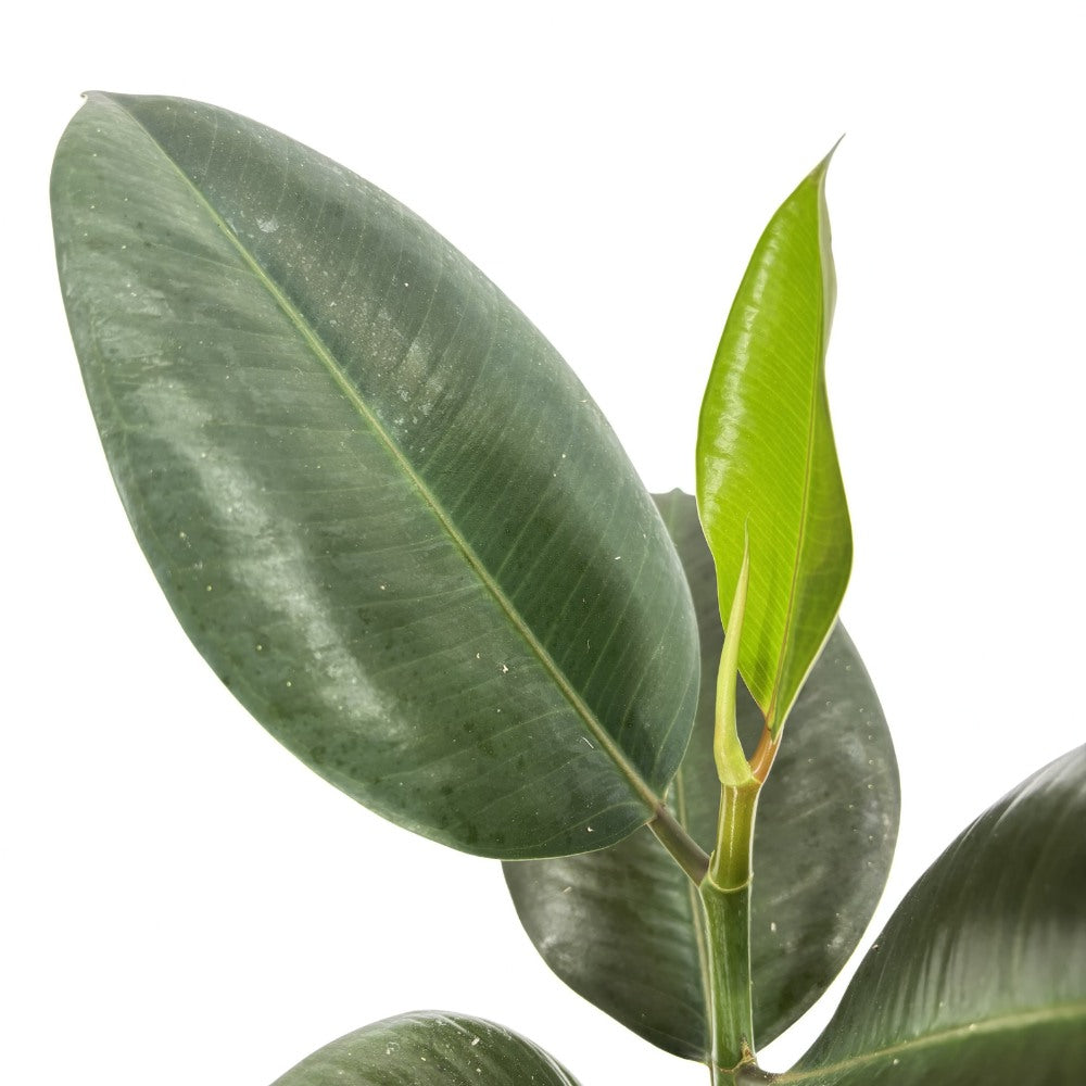 Каучуково дърво (Ficus Elastica Robusta), 40 см – стайно растение с големи овални лъскави листа