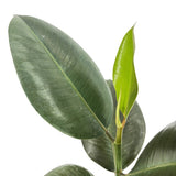 Каучуково дърво (Ficus Elastica Robusta), 40 см – стайно растение с големи овални лъскави листа