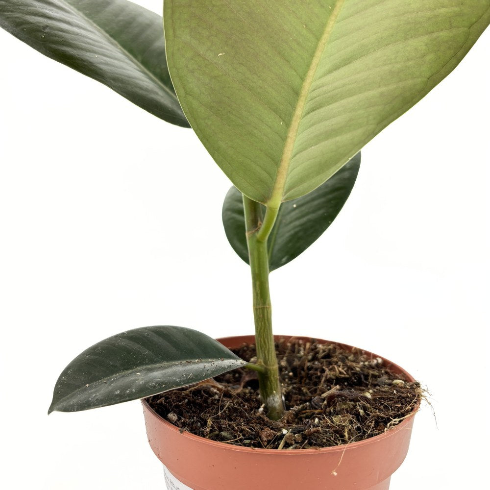 Каучуково дърво (Ficus Elastica Robusta), 40 см – стайно растение с големи овални лъскави листа