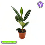 Каучуково дърво (Ficus Elastica Robusta), 40 см – стайно растение с големи овални лъскави листа