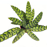 Молещо се растение, Калатея Insignis (Lancifolia), вълнообразни листа с екзотичен рисунък, лилав гръб, тропически акцент - 50 см