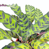 Молещо се растение, Калатея Insignis (Lancifolia), вълнообразни листа с екзотичен рисунък, лилав гръб, тропически акцент - 50 см