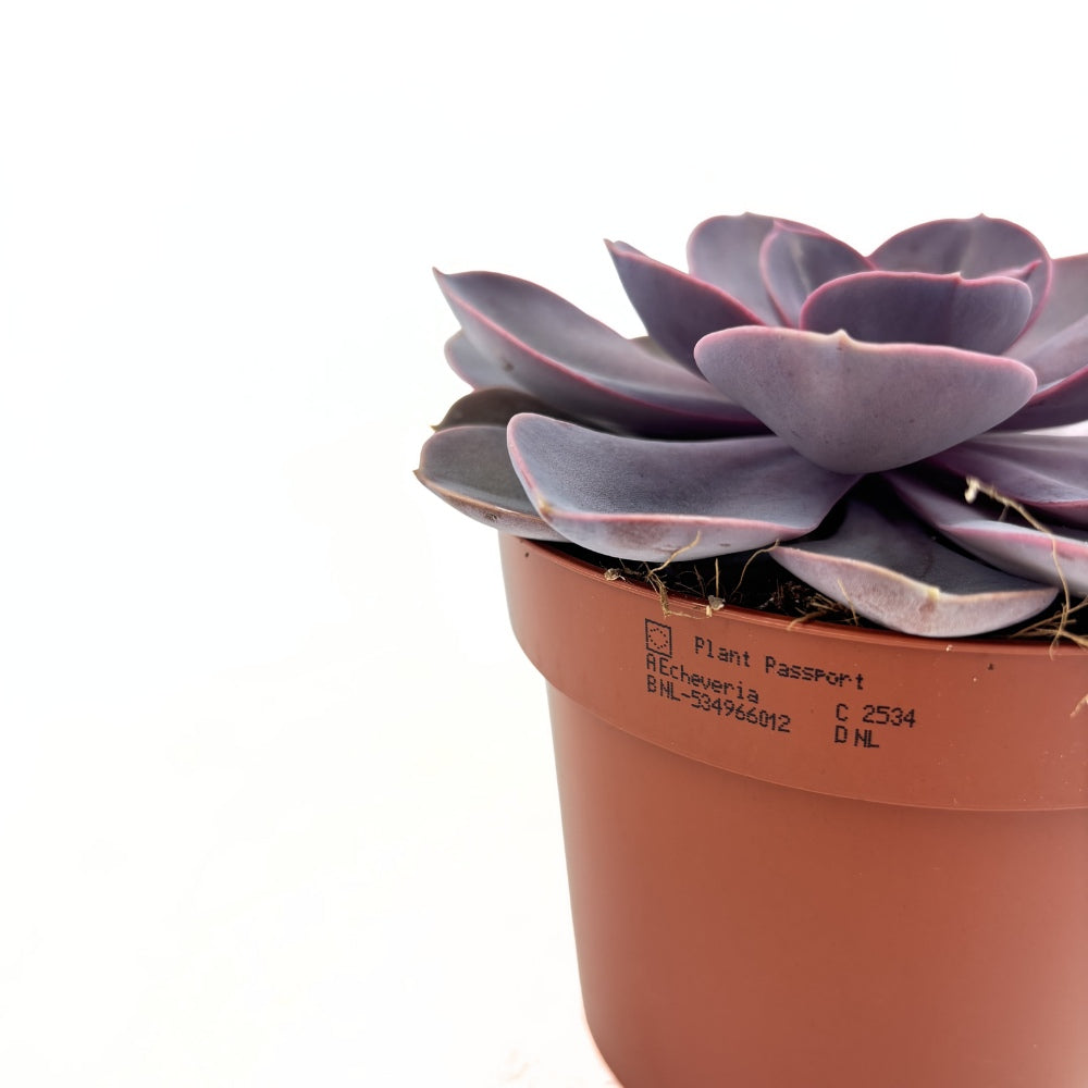 Сукулент Purple Pearl, 10–15 см – розово-лилава перлена розетка за интериор