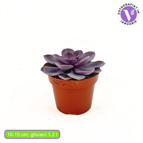 Сукулент Purple Pearl, 10–15 см – розово-лилава перлена розетка за интериор