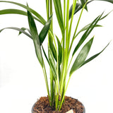 Палма Kentia (Howea Forsteriana), 100 см – елегантна стайна палма, пречистваща въздуха