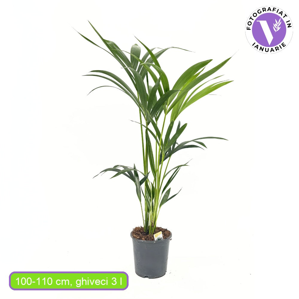 Палма Kentia (Howea Forsteriana), 100 см – елегантна стайна палма, пречистваща въздуха