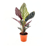 Молещо се растение (Calathea Ornata), 60 см – тропическо стайно растение със зелени листа с розови ивици