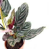 Молещо се растение (Calathea Ornata), 60 см – тропическо стайно растение със зелени листа с розови ивици