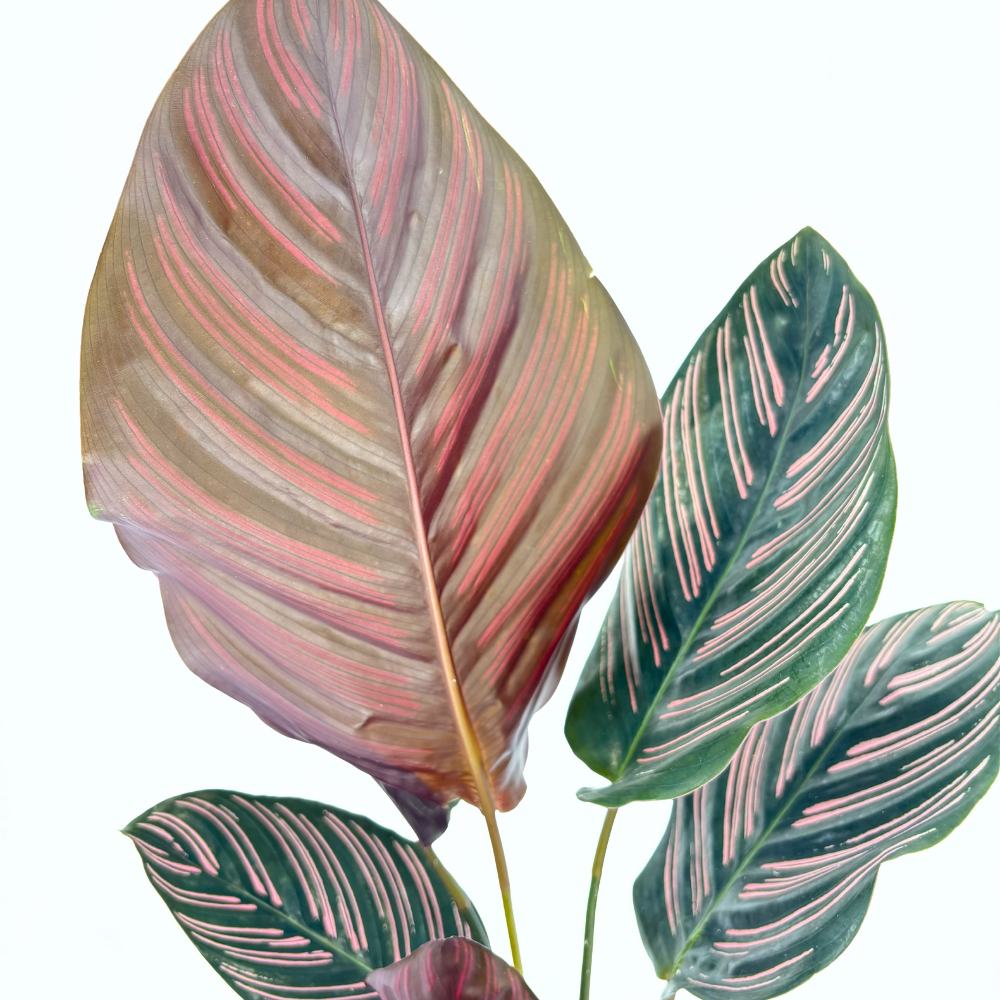 Молещо се растение (Calathea Ornata), 60 см – тропическо стайно растение със зелени листа с розови ивици