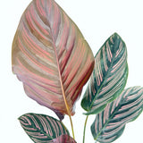 Молещо се растение (Calathea Ornata), 60 см – тропическо стайно растение със зелени листа с розови ивици