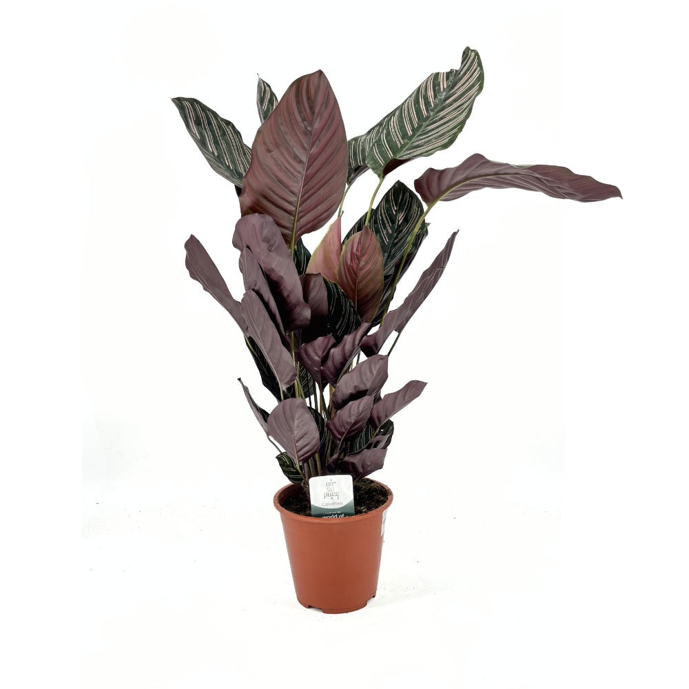 Молещо се растение (Calathea Ornata), 70 см – тропическо стайно растение с розови ивици