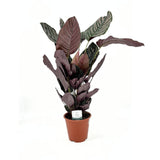 Молещо се растение (Calathea Ornata), 70 см – тропическо стайно растение с розови ивици