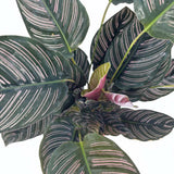 Молещо се растение (Calathea Ornata), 70 см – тропическо стайно растение с розови ивици