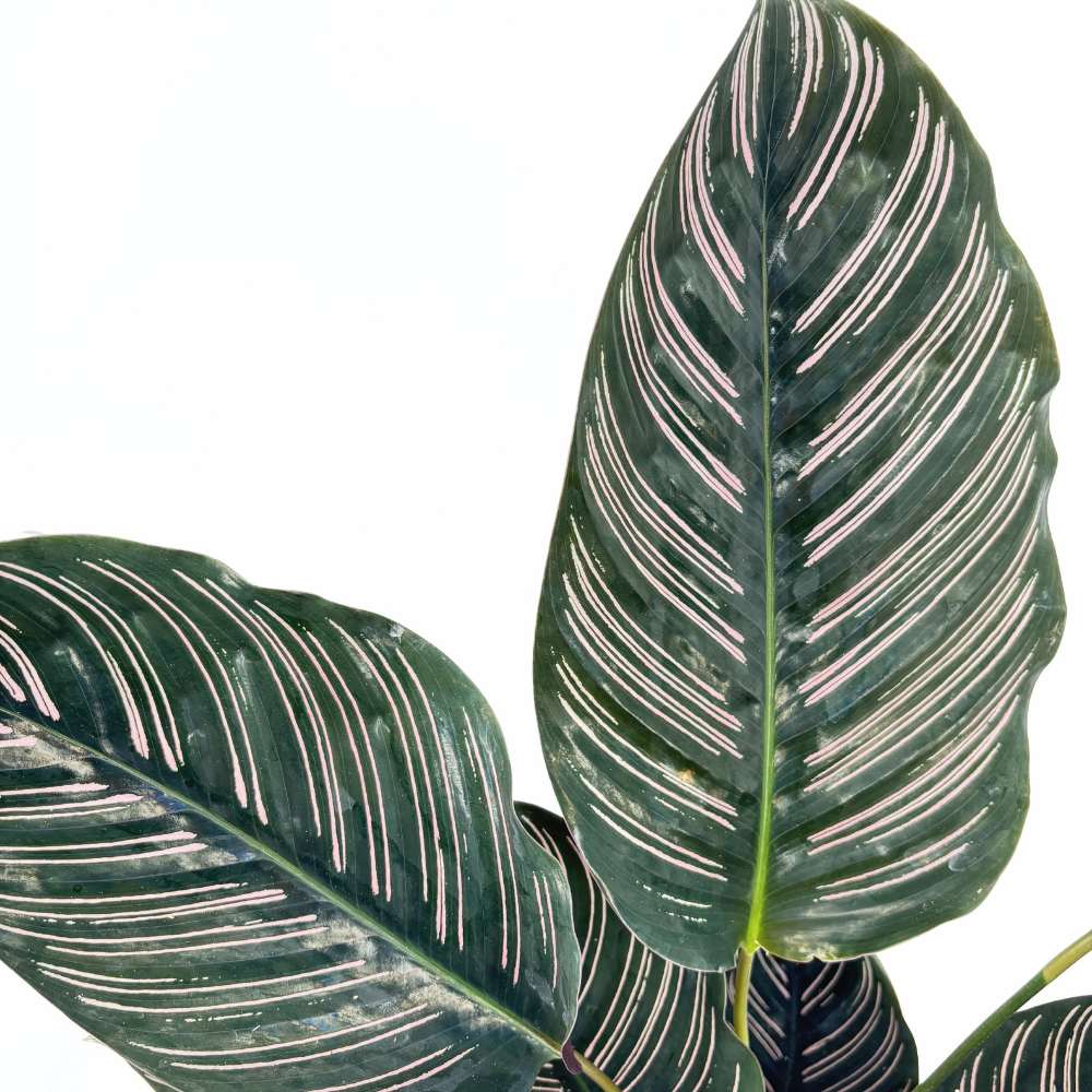 Молещо се растение (Calathea Ornata), 70 см – тропическо стайно растение с розови ивици