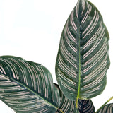 Молещо се растение (Calathea Ornata), 70 см – тропическо стайно растение с розови ивици