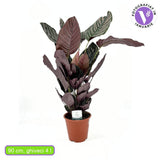 Молещо се растение (Calathea Ornata), 70 см – тропическо стайно растение с розови ивици