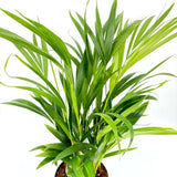 Палма Areca Dypsis Lutescens, 60/80 см – елегантно стайно растение, пречистващо въздуха