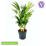 Палма Areca Dypsis Lutescens, 60/80 см – елегантно стайно растение, пречистващо въздуха