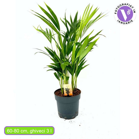 Палма Areca Dypsis Lutescens, 60/80 см – елегантно стайно растение, пречистващо въздуха