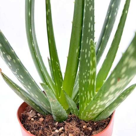 Aloe Vera растение в саксия, 70 см, естествен гел за кожа, грижа и лечение