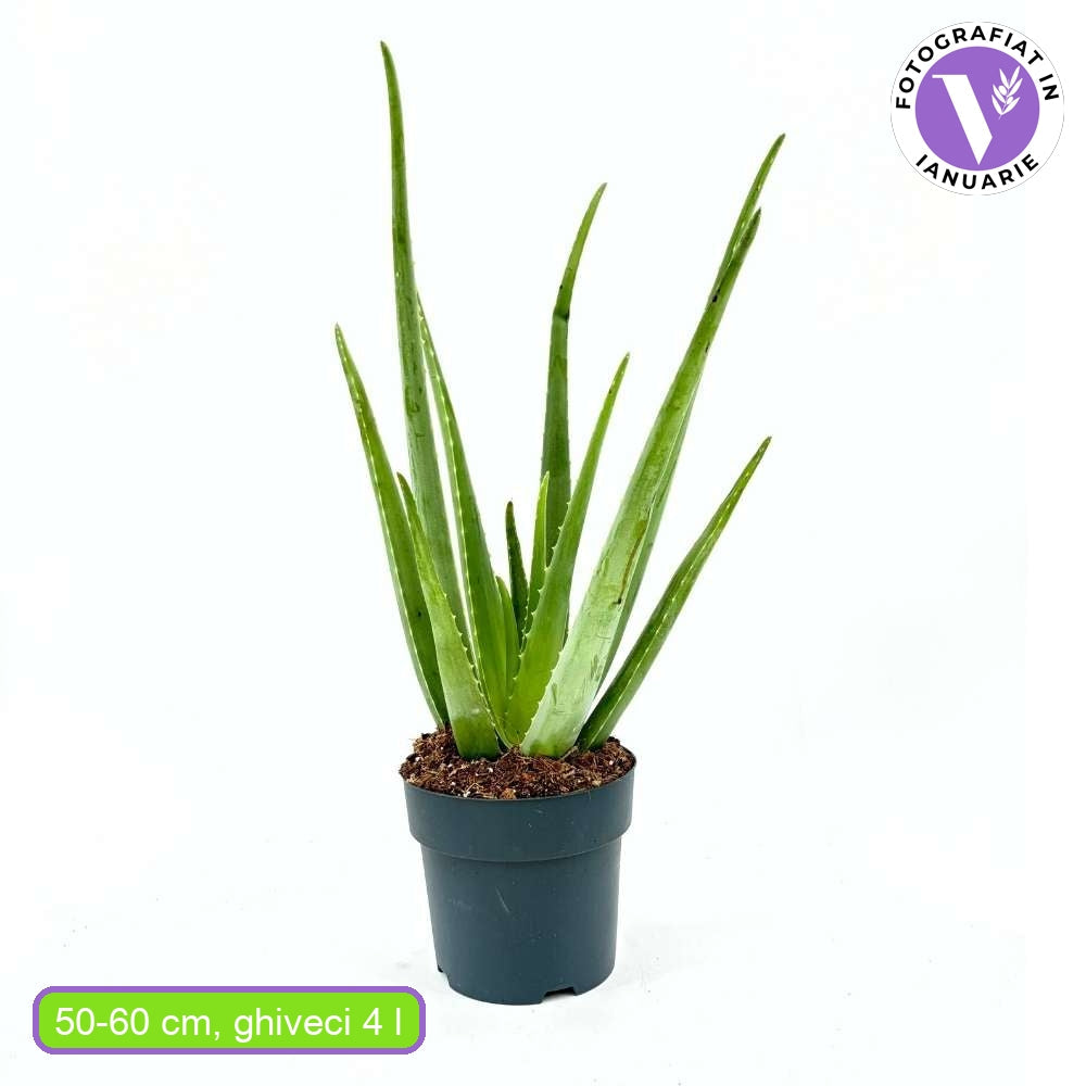 Aloe Vera растение в саксия, 55-65 см, естествен гел за кожа, грижа и лечение