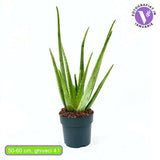 Aloe Vera растение в саксия, 55-65 см, естествен гел за кожа, грижа и лечение