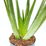 Aloe Vera растение в саксия, 55-65 см, естествен гел за кожа, грижа и лечение