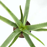 Aloe Vera растение в саксия, 55-65 см, естествен гел за кожа, грижа и лечение