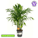 Palmier de Bambus (Chamaedorea seifrizii), 110 cm, planta de interior, aer curat, intretinere redusa
