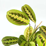 Молитвено растение Tricolor (Maranta) Fascinator, 35 см, цветни зелено-червени листа, пречистващо въздуха