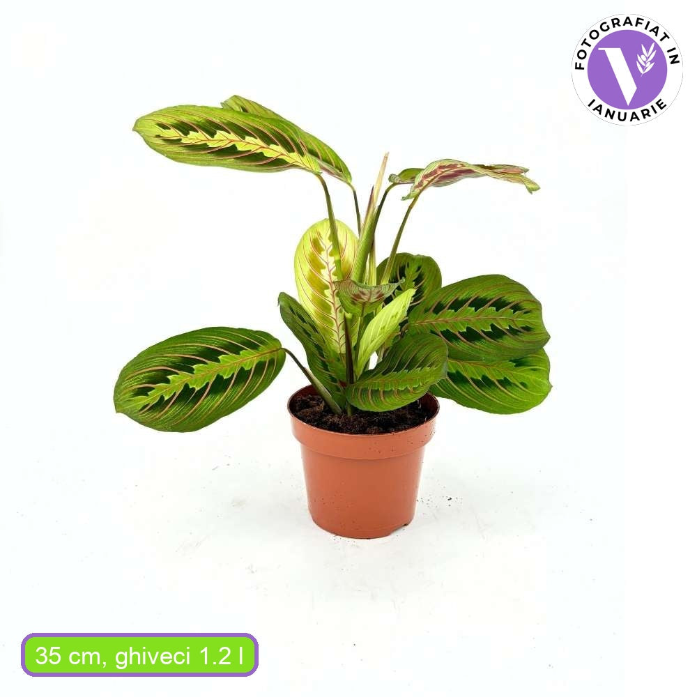 Молитвено растение Tricolor (Maranta) Fascinator, 35 см, цветни зелено-червени листа, пречистващо въздуха