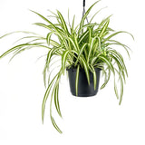 Паяжинно растение (Chlorophytum comosum) Variegatum, 35 см – декоративна стайна растение, пречистваща въздуха