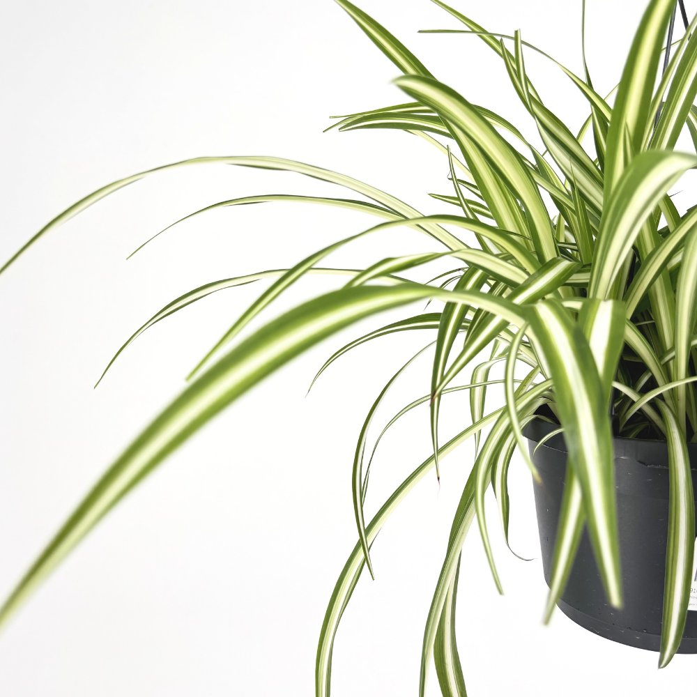 Паяжинно растение (Chlorophytum comosum) Variegatum, 35 см – декоративна стайна растение, пречистваща въздуха