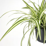 Паяжинно растение (Chlorophytum comosum) Variegatum, 35 см – декоративна стайна растение, пречистваща въздуха