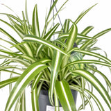 Паяжинно растение (Chlorophytum comosum) Variegatum, 35 см – декоративна стайна растение, пречистваща въздуха