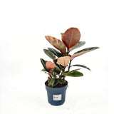 Фикус каучуконосен Ficus elastica 'Belize' – стайно растение с розово-зелени листа, 50–60 см