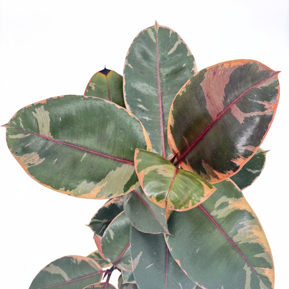 Фикус каучуконосен Ficus elastica 'Belize' – стайно растение с розово-зелени листа, 50–60 см