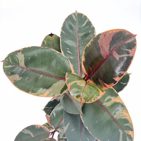 Фикус каучуконосен Ficus elastica 'Belize' – стайно растение с розово-зелени листа, 50–60 см