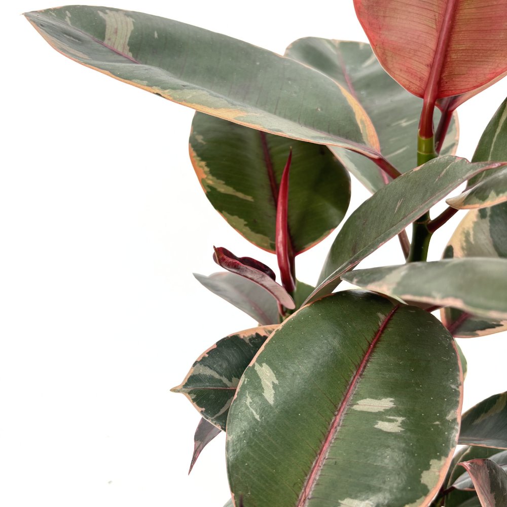 Фикус каучуконосен Ficus elastica 'Belize' – стайно растение с розово-зелени листа, 50–60 см