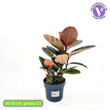 Фикус каучуконосен Ficus elastica 'Belize' – стайно растение с розово-зелени листа, 50–60 см
