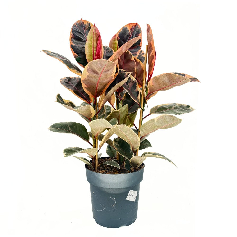 Фикус каучуконосен Ficus elastica 'Belize' – стайно растение с розово-зелени и кремави листа, 90 см